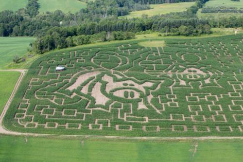 cornmaze19-10