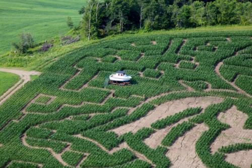 cornmaze19-11