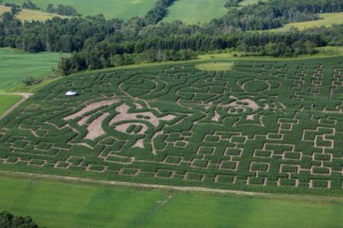 cornmaze19-12