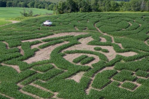 cornmaze19-14