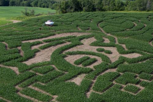 cornmaze19-15
