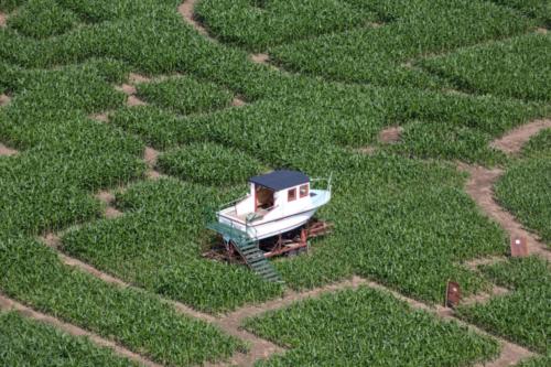 cornmaze19-17