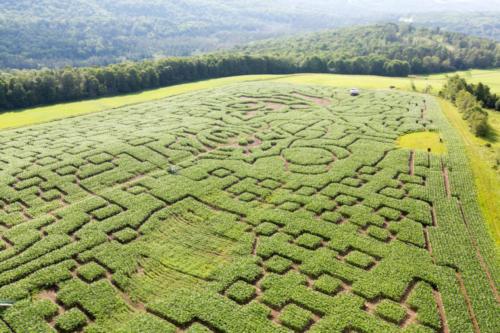 cornmaze19-2