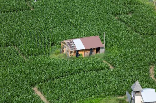 cornmaze19-20