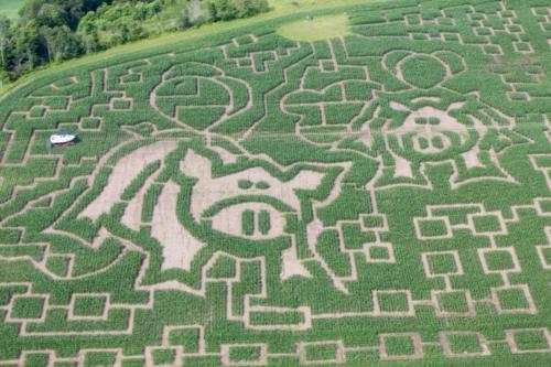 cornmaze19-21