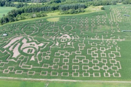 cornmaze19-25
