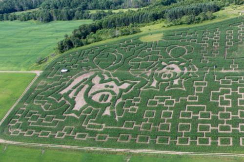 cornmaze19-26