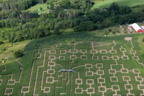 cornmaze19-27