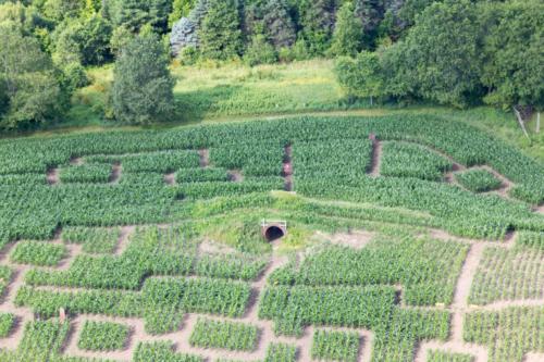 cornmaze19-28