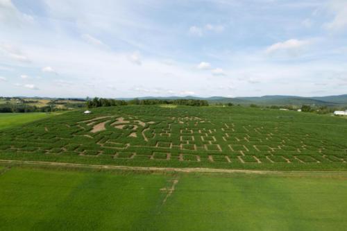 cornmaze19-3