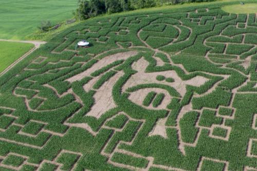 cornmaze19-5