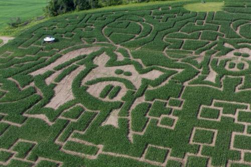 cornmaze19-6