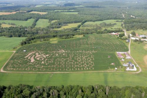 cornmaze19-7