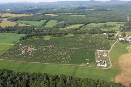 cornmaze19-8
