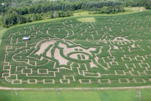 cornmaze19-9